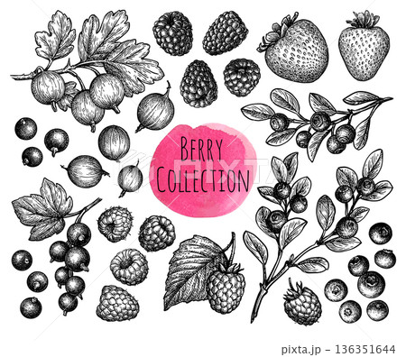 Vintage Berry Illustration Set 136351644