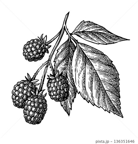 Blackberry branch Hand-drawn ink illustration Blackberry branch Hand-drawn ink illustration 136351646
