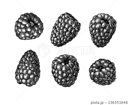 Blackberries ink sketch Blackberries ink sketch 136351648