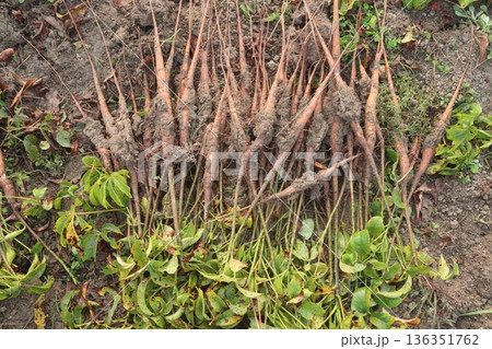 bombax ceiba root stock on field for harvest 136351762