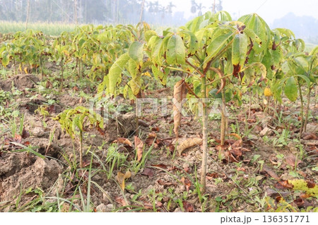 bombax ceiba root stock on field for harvest 136351771