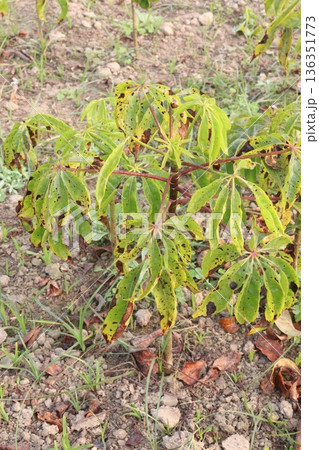 bombax ceiba root stock on field for harvest 136351773