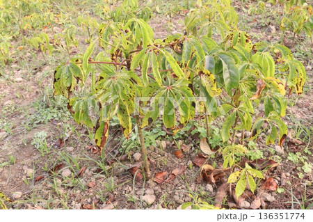 bombax ceiba root stock on field for harvest 136351774