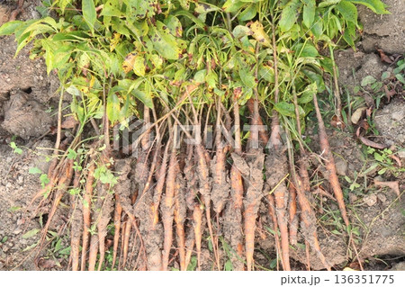 bombax ceiba root stock on field for harvest 136351775