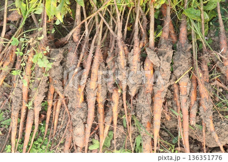 bombax ceiba root stock on field for harvest 136351776