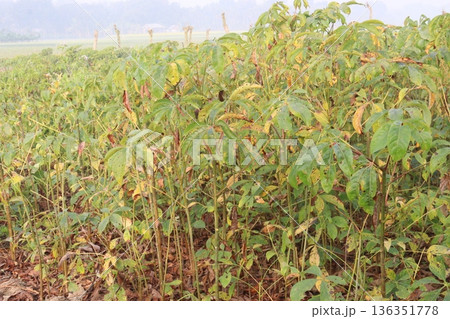 bombax ceiba root stock on field for harvest bombax ceiba root stock on field for harvest 136351778
