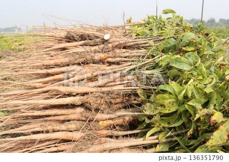 bombax ceiba root stock on field for harvest 136351790