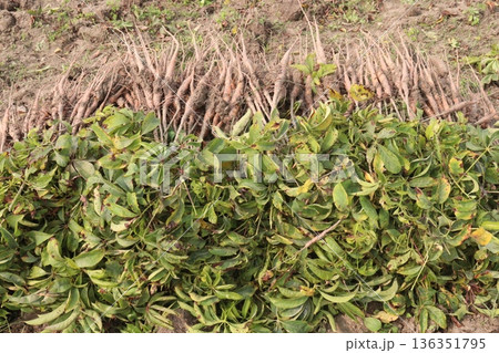 bombax ceiba root stock on field for harvest bombax ceiba root stock on field for harvest 136351795