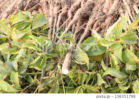 bombax ceiba root stock on field for harvest bombax ceiba root stock on field for harvest 136351798