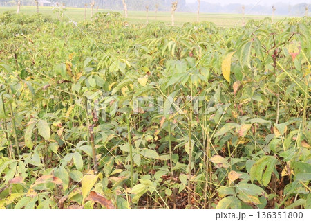 bombax ceiba root stock on field for harvest bombax ceiba root stock on field for harvest 136351800