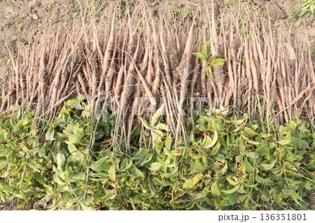 bombax ceiba root stock on field for harvest bombax ceiba root stock on field for harvest 136351801