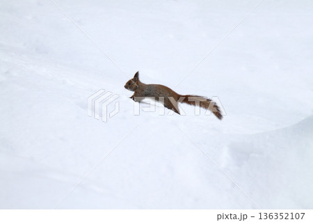 氷点下の雪中でも元気に活動するエゾリス　蝦夷リス 136352107