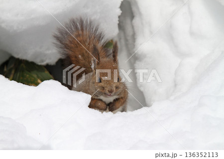 氷点下の雪中でも元気に活動するエゾリス　蝦夷リス 136352113