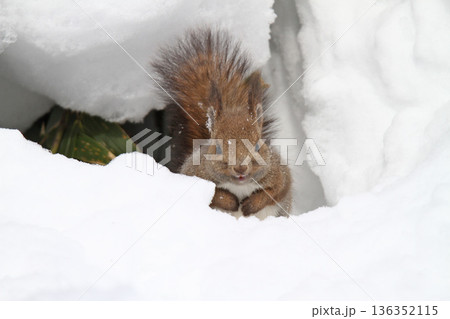 氷点下の雪中でも元気に活動するエゾリス 蝦夷リス 氷点下の雪中でも元気に活動するエゾリス 蝦夷リス 136352115