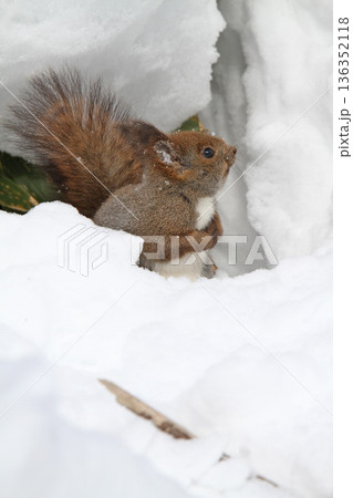 氷点下の雪中でも元気に活動するエゾリス　蝦夷リス 136352118