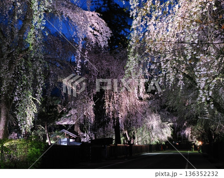 武家屋敷通りの見事な夜桜、ライトアップ、枝垂れ桜が彩る春の街並み（角館） 136352232