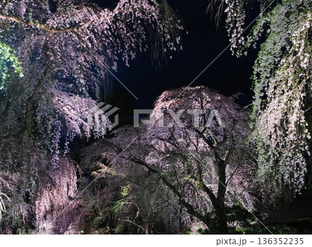 武家屋敷通りの見事な夜桜、ライトアップ、枝垂れ桜が彩る春の街並み（角館） 136352235