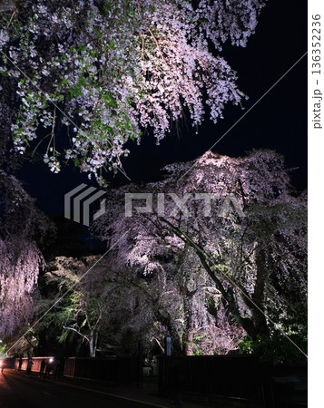 武家屋敷通りの見事な夜桜、ライトアップ、枝垂れ桜が彩る春の街並み(角館) 武家屋敷通りの見事な夜桜、ライトアップ、枝垂れ桜が彩る春の街並み(角館) 136352236
