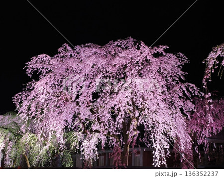 武家屋敷通りの見事な夜桜、ライトアップ、枝垂れ桜が彩る春の街並み(角館) 武家屋敷通りの見事な夜桜、ライトアップ、枝垂れ桜が彩る春の街並み(角館) 136352237