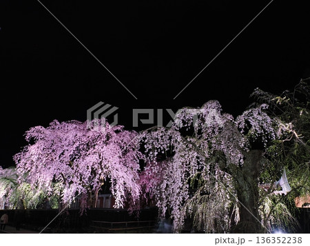 武家屋敷通りの見事な夜桜、ライトアップ、枝垂れ桜が彩る春の街並み(角館) 武家屋敷通りの見事な夜桜、ライトアップ、枝垂れ桜が彩る春の街並み(角館) 136352238