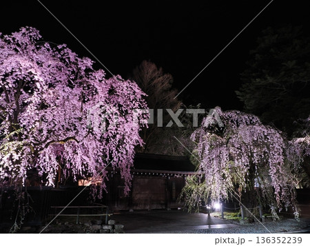 武家屋敷通りの見事な夜桜、ライトアップ、枝垂れ桜が彩る春の街並み(角館) 武家屋敷通りの見事な夜桜、ライトアップ、枝垂れ桜が彩る春の街並み(角館) 136352239