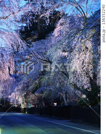 武家屋敷通りの見事な夜桜、マジックアワー、枝垂れ桜が彩る春の街並み(角館) 武家屋敷通りの見事な夜桜、マジックアワー、枝垂れ桜が彩る春の街並み(角館) 136352240
