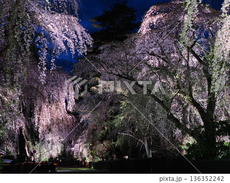 武家屋敷通りの見事な夜桜、枝垂れ桜が彩る春の街並み(角館) 武家屋敷通りの見事な夜桜、枝垂れ桜が彩る春の街並み(角館) 136352242