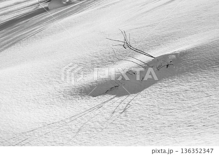 雪に負けず生き延びる植物 136352347