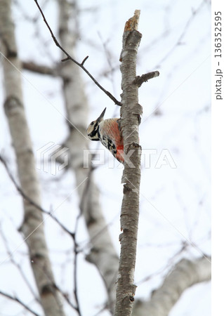 オオアカゲラ、大赤啄木鳥、エゾオオアカゲラ　アカゲラ　北海道野鳥 136352595