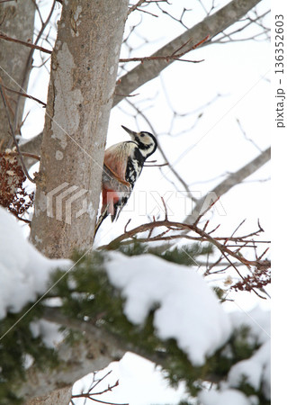 オオアカゲラ、大赤啄木鳥、エゾオオアカゲラ　アカゲラ　北海道野鳥 136352603