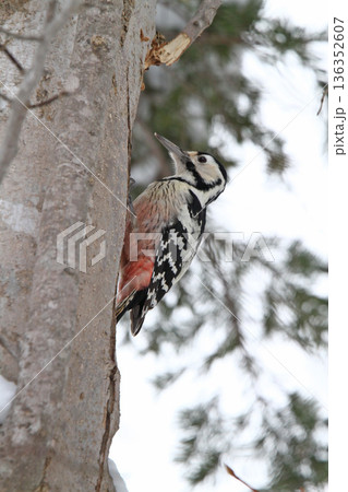 オオアカゲラ、大赤啄木鳥、エゾオオアカゲラ アカゲラ 北海道野鳥 オオアカゲラ、大赤啄木鳥、エゾオオアカゲラ アカゲラ 北海道野鳥 136352607