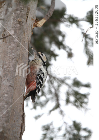 オオアカゲラ、大赤啄木鳥、エゾオオアカゲラ　アカゲラ　北海道野鳥 136352608