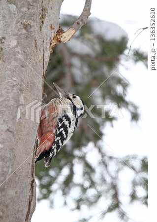 オオアカゲラ、大赤啄木鳥、エゾオオアカゲラ　アカゲラ　北海道野鳥 136352610