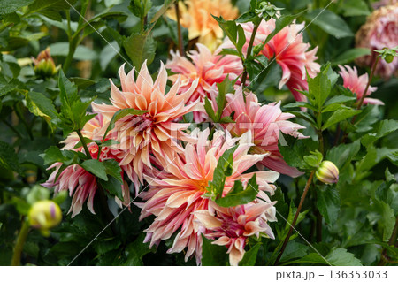Coral Apricot Pink Rose Peach Dinnerplate AA Dahlia Blooming Macro. Dahlia named Labyrinth 136353033