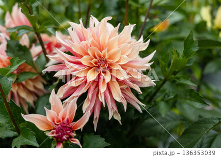 Coral Apricot Pink Rose Peach Dinnerplate AA Dahlia Blooming Macro. Dahlia named Labyrinth Coral Apricot Pink Rose Peach Dinnerplate AA Dahlia Blooming Macro. Dahlia named Labyrinth 136353039