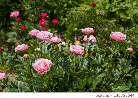 Pink double peony Etched salmon bloomed in summer 136353044