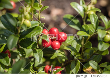 Vaccinium vitis-idaea Koralle in garden. Cowberry fruits close up 136353088