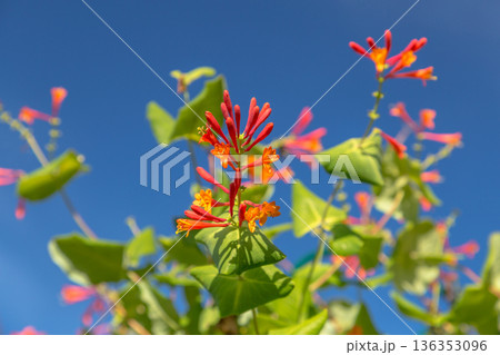 Lonicera sempervirens flowers, common names coral honeysuckle, trumpet honeysuckle, or scarlet honeysuckle, in bloom. Lonicera sempervirens flowers, common names coral honeysuckle, trumpet honeysuckle, or scarlet honeysuckle, in bloom. 136353096