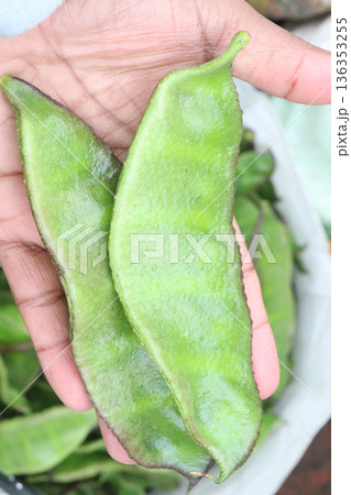 Edamame on plant in farm for harvest are cash crops Edamame on plant in farm for harvest are cash crops 136353255