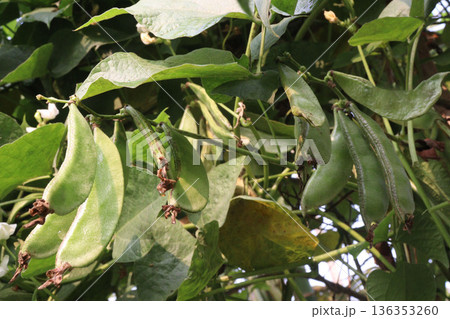 Edamame on plant in farm for harvest are cash crops 136353260