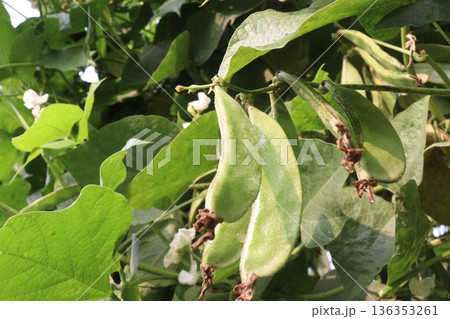 Edamame on plant in farm for harvest are cash crops 136353261