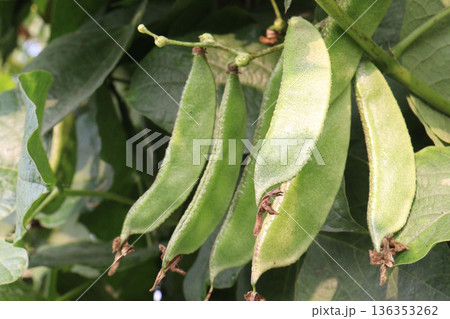 Edamame on plant in farm for harvest are cash crops 136353262