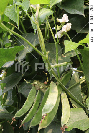 Edamame on plant in farm for harvest are cash crops 136353263