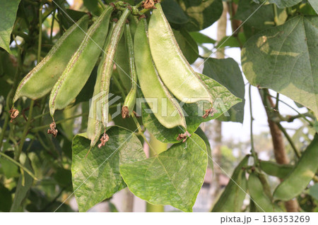 Edamame on plant in farm for harvest are cash crops Edamame on plant in farm for harvest are cash crops 136353269