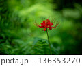 森に咲く彼岸花 136353270