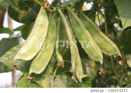 Edamame on plant in farm for harvest are cash crops 136353271