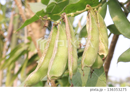 Edamame on plant in farm for harvest are cash crops Edamame on plant in farm for harvest are cash crops 136353275