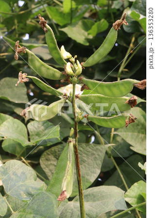 Edamame on plant in farm for harvest are cash crops Edamame on plant in farm for harvest are cash crops 136353280