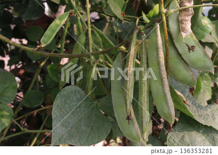 Edamame on plant in farm for harvest are cash crops 136353281