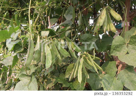 Edamame on plant in farm for harvest are cash crops Edamame on plant in farm for harvest are cash crops 136353292